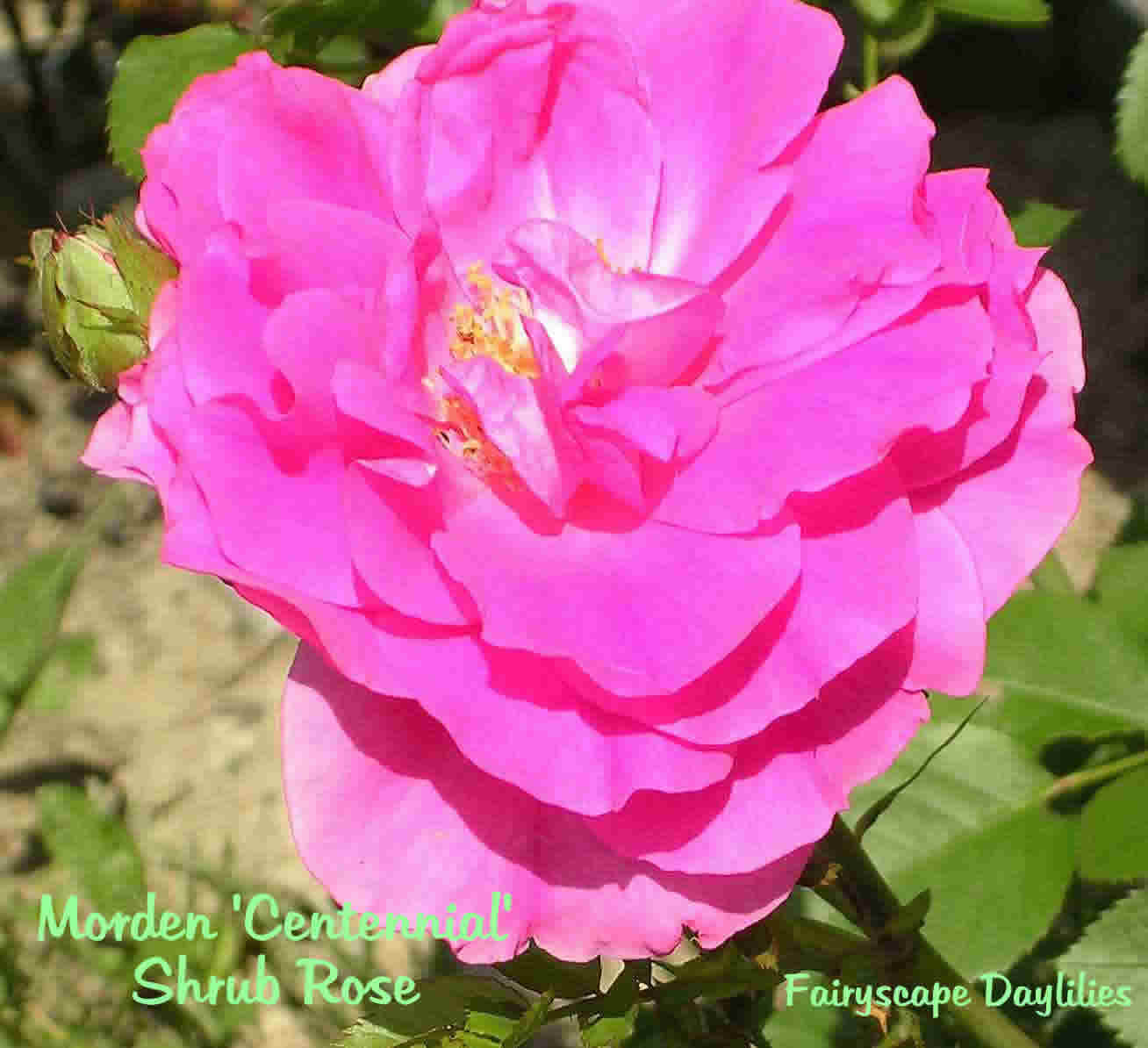 Morden%20Centennial%20Shrub%20Rose.jpg