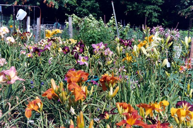 Daylily Garden