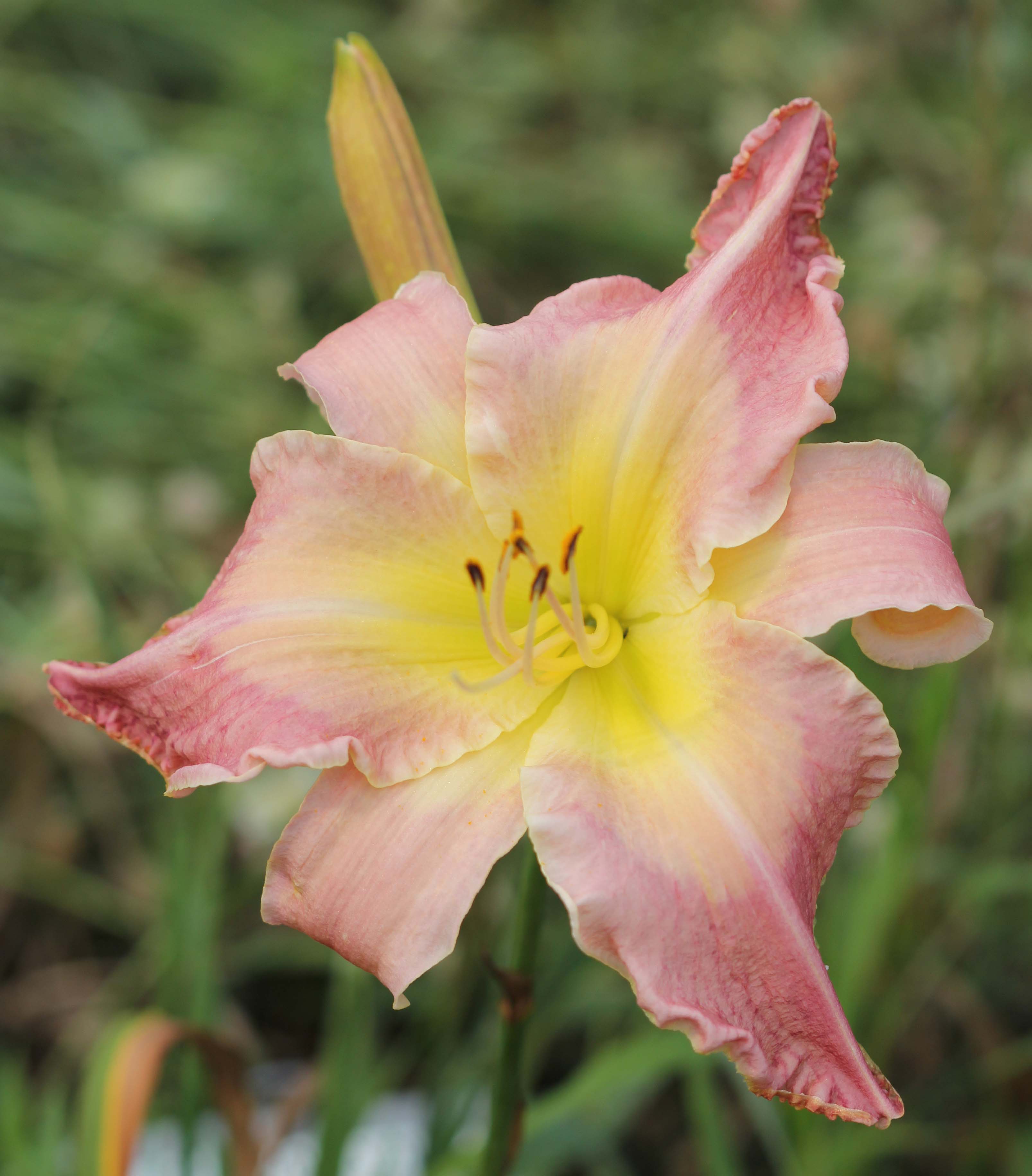 Daylily Seeds Seeds 13 Ultimate Blush x Guys Swan Song