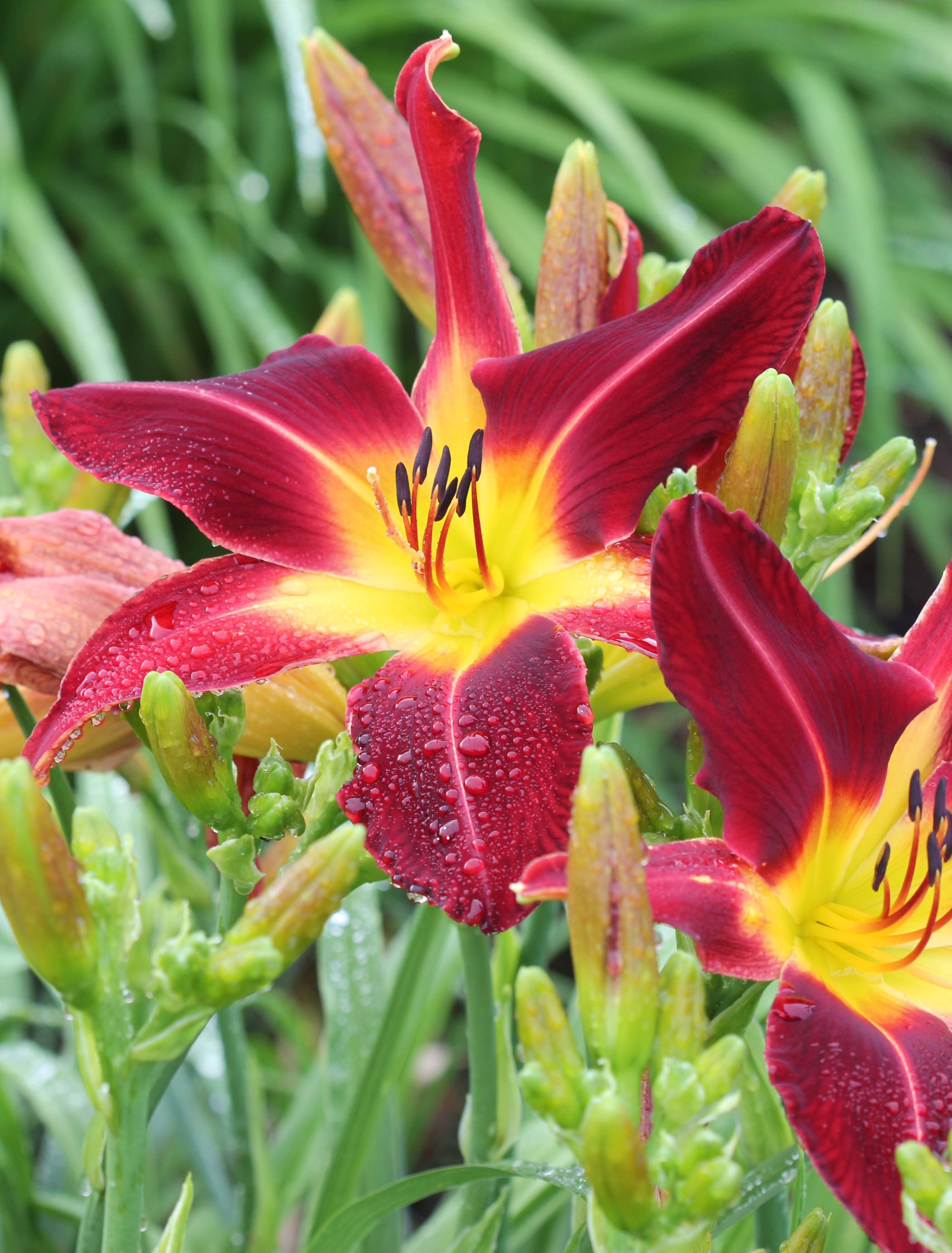 Fairyscape Daylilies 2021 List H to NI